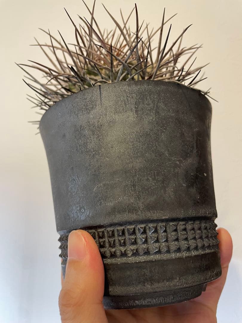 大株　魔天竜　spicygem鉢付き