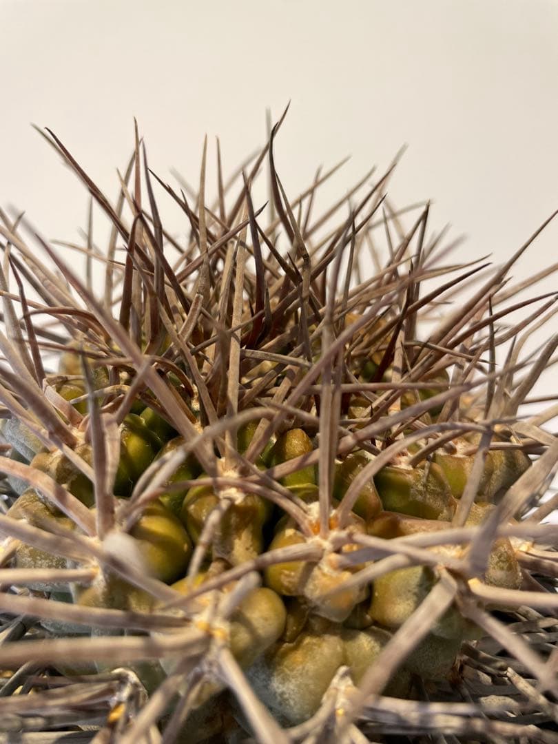 大株　魔天竜　spicygem鉢付き