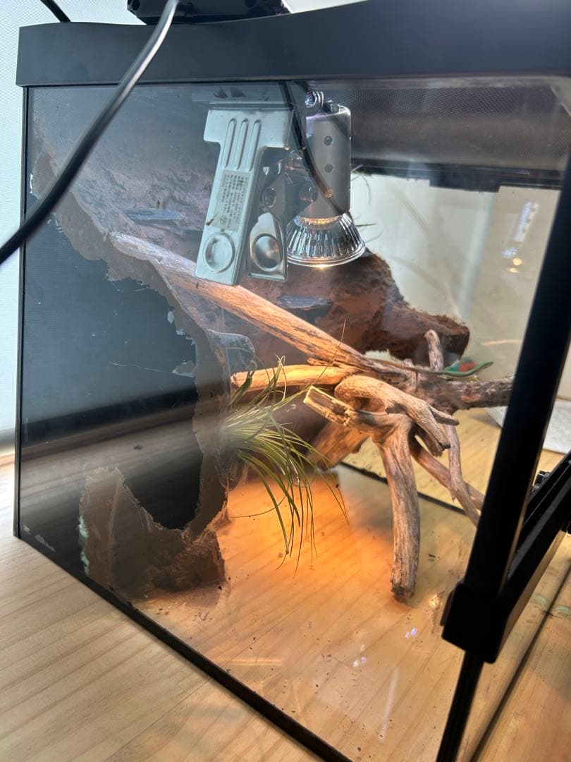 乾燥地帯ビバリウム　爬虫類ケース　ケージ　カナヘビ　トカゲ