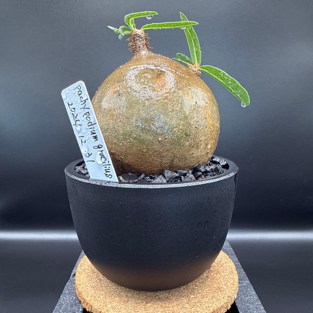 508　まん丸良型　パキポディウム　グラキリス　手乗りサイズ　発根済み