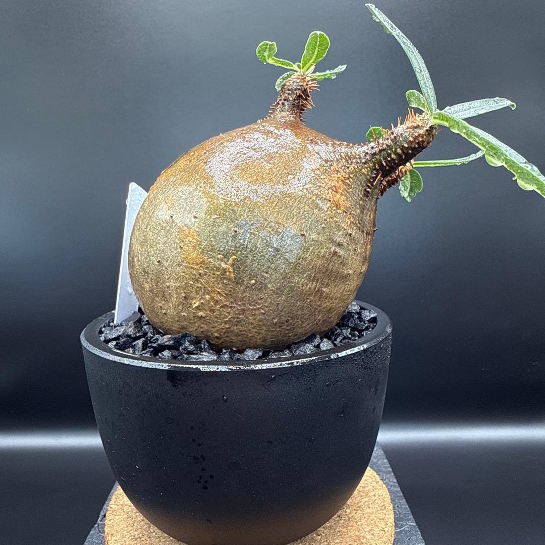 508　まん丸良型　パキポディウム　グラキリス　手乗りサイズ　発根済み