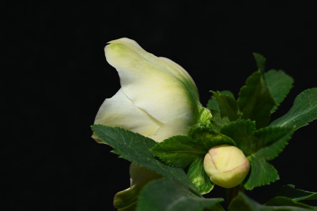 クリスマスローズ　必見！！超アフロディーテ　メビウス交配加藤農園