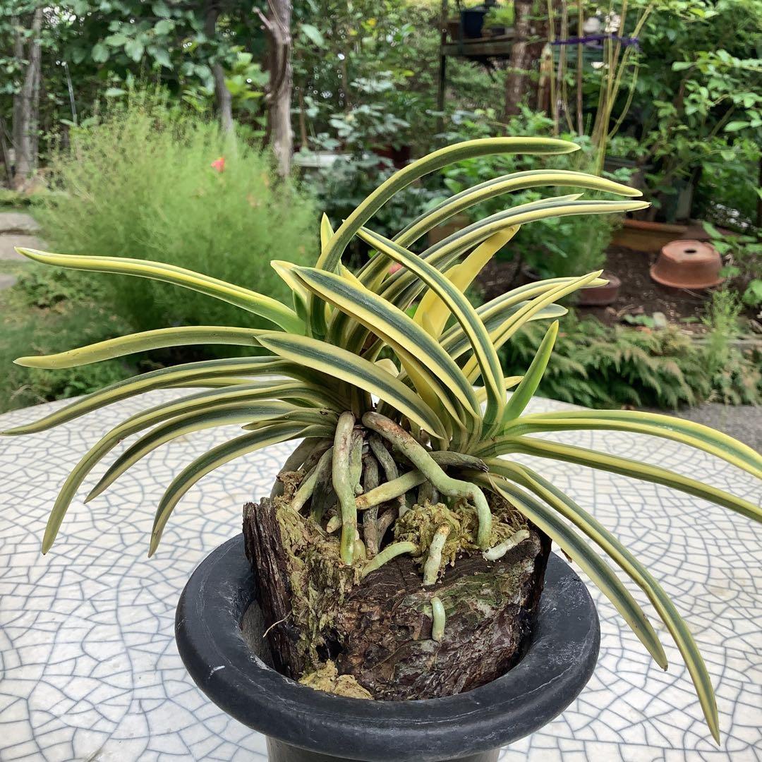 富貴蘭　風蘭　満月