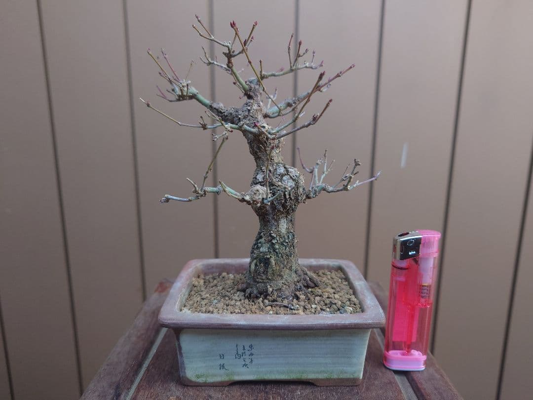 盆栽　荒皮もみじ　樹高14cm