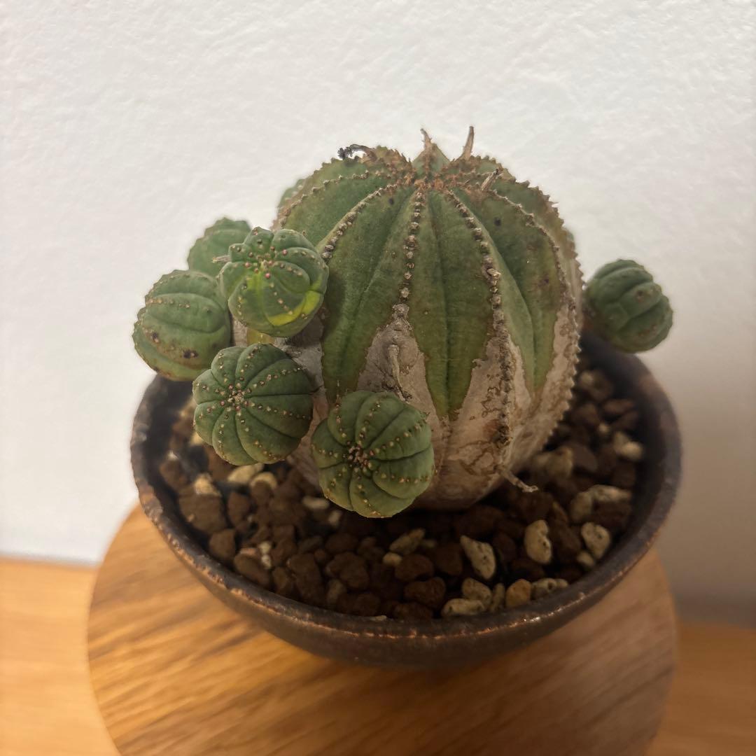 ト*ス様 オベサブロウ　オベサ　木質化　鉢付き　たけろうポット