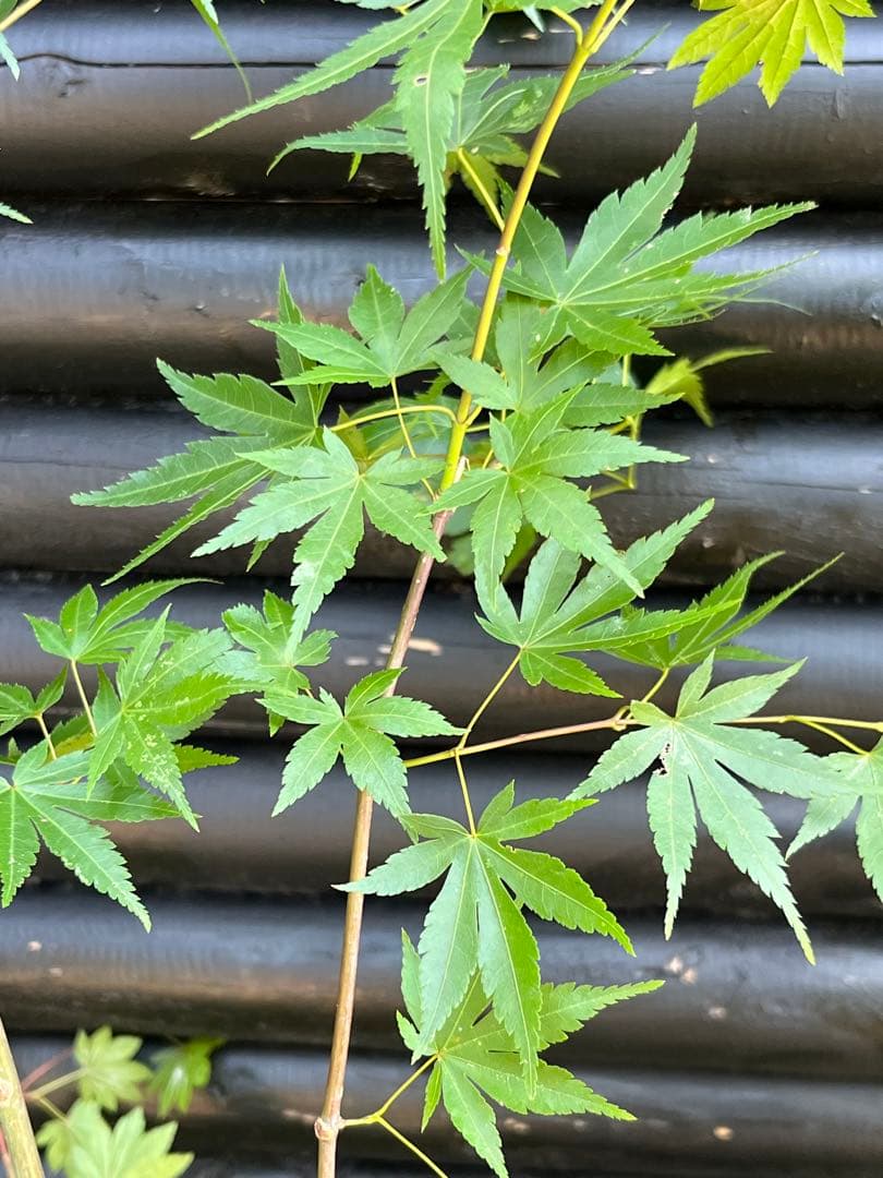 山採り天然　コハウチワカエデ　イロハモミジ　2種混合株