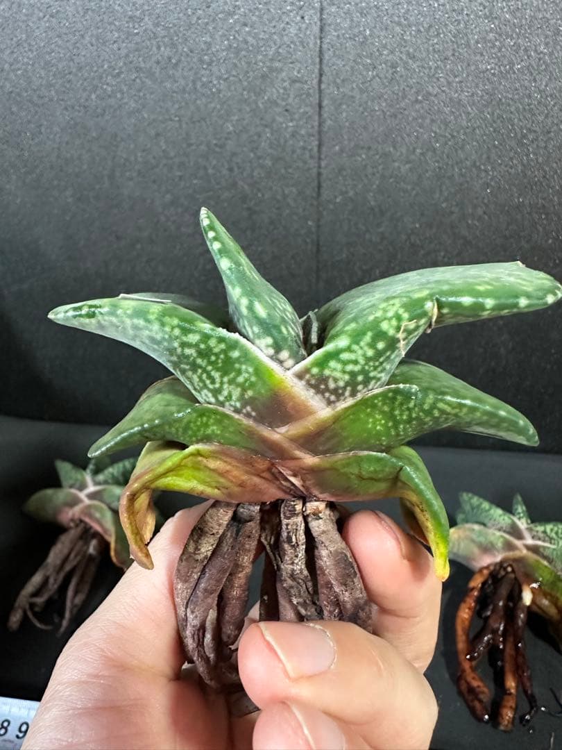 お問い合わせ確認用　ガステリア