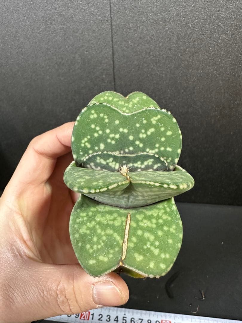 お問い合わせ確認用　ガステリア