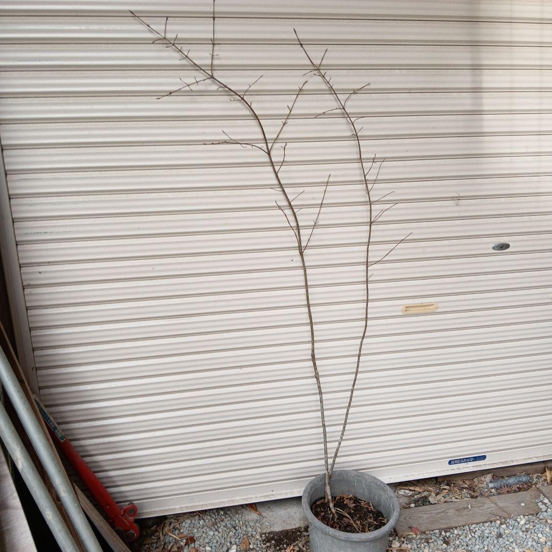 ツリバナ　2本立ち　山採り