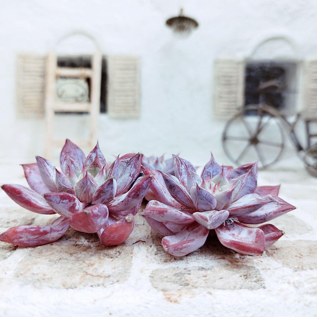 ペガサス◎多肉植物 カット苗 韓国苗 エケベリア等