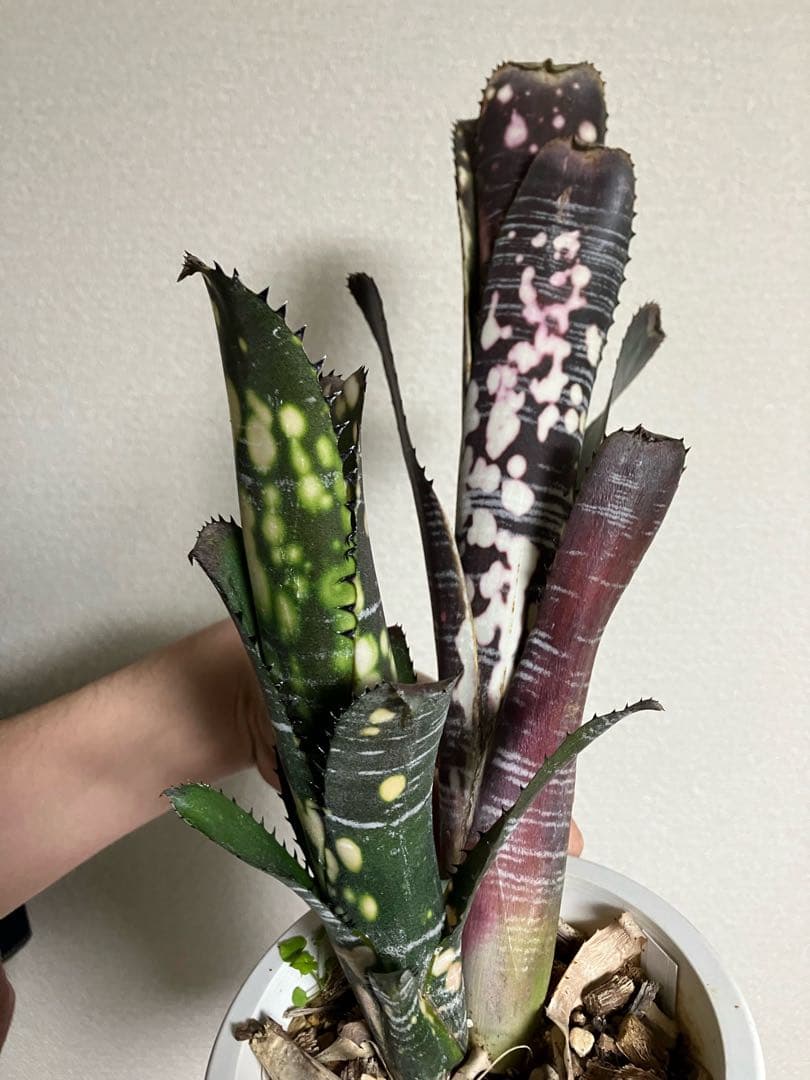 ブロメリア・エアープランツ B. 'Domingos Martins' Original Clone