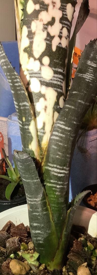 ブロメリア・エアープランツ B. 'Domingos Martins' Original Clone