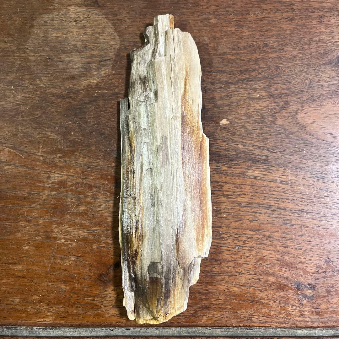 木の化石4点セット