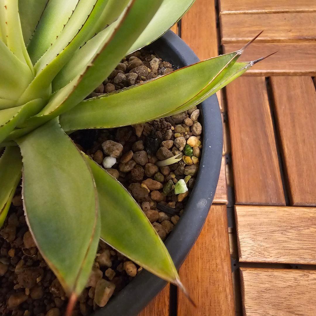 アガベ バーントバーガンディ　希少な糊斑タイプ