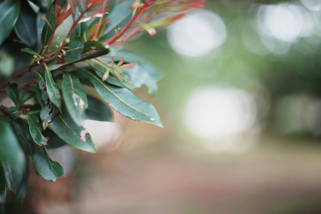 【希少8枚玉】動作◎ Super Takumar 50mm F1.4 124