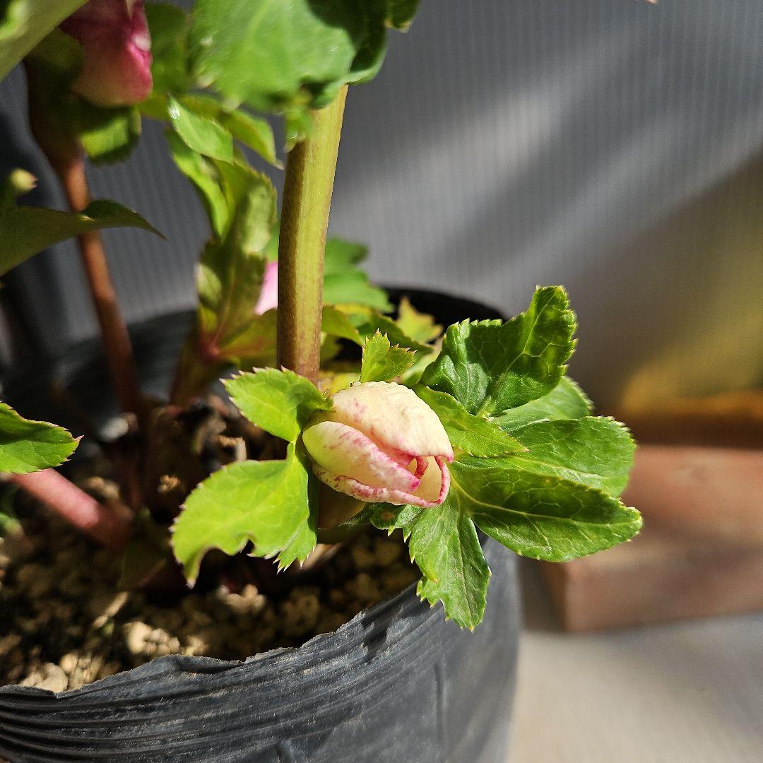 96猫様ご購入苗㉖-221㉖-230㉖-232クリスマスローズ