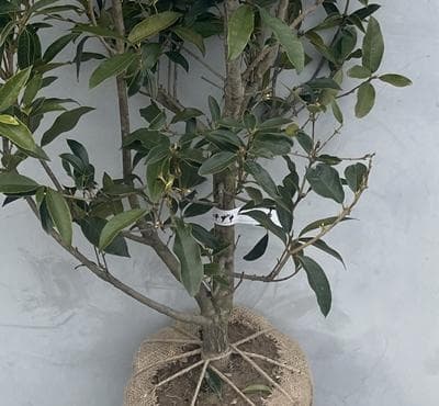 《現品》四季咲きモクセイ　樹高1.3ｍ（根鉢含まず）54【白花/苗木/植木】