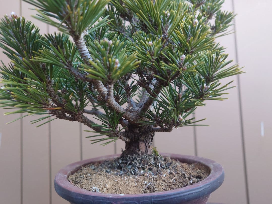 盆栽　千寿丸　黒松　樹高25cm