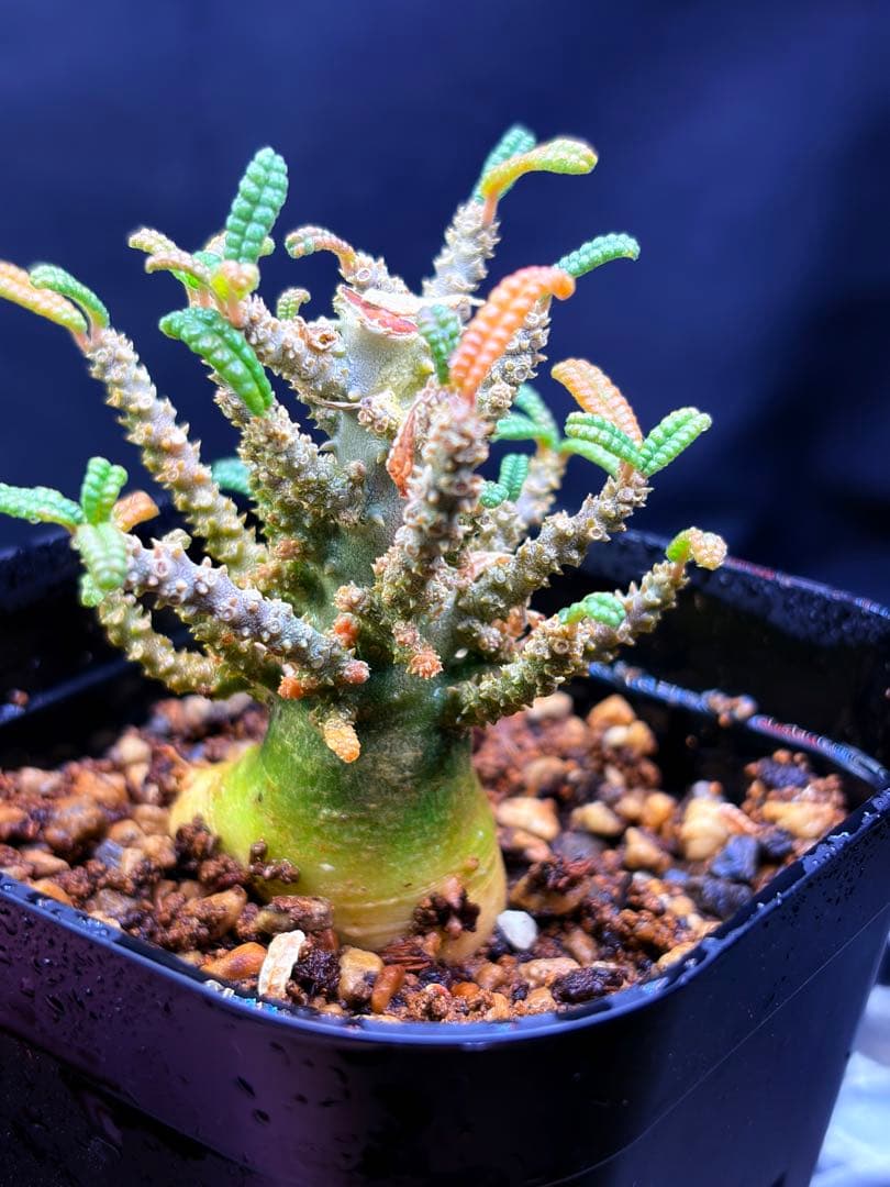 ドルステニアギカスブラータ実生株　Dorstenia gigas bullata