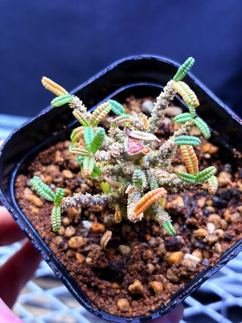 ドルステニアギカスブラータ実生株　Dorstenia gigas bullata