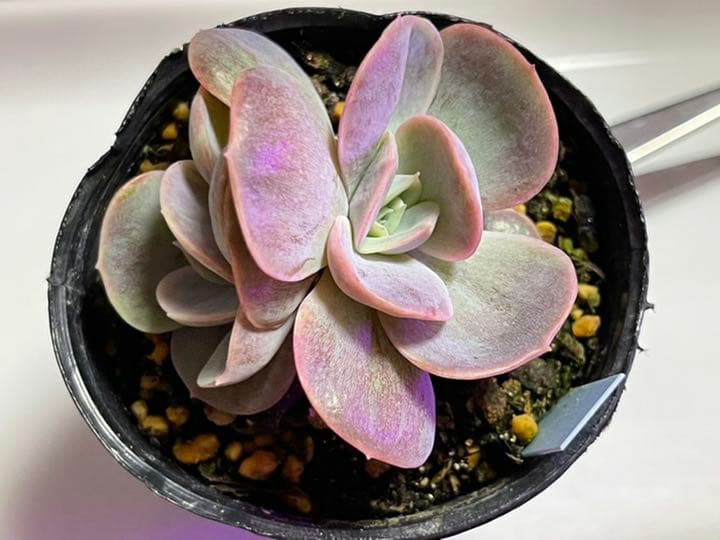 ❤️専用出品❤️ブルーサプライズ錦❤️抜き苗❤️ブルー札