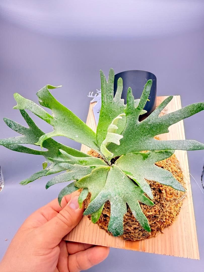 超極大+美品　ビカクシダ P.willinckii 'Jewel' spore