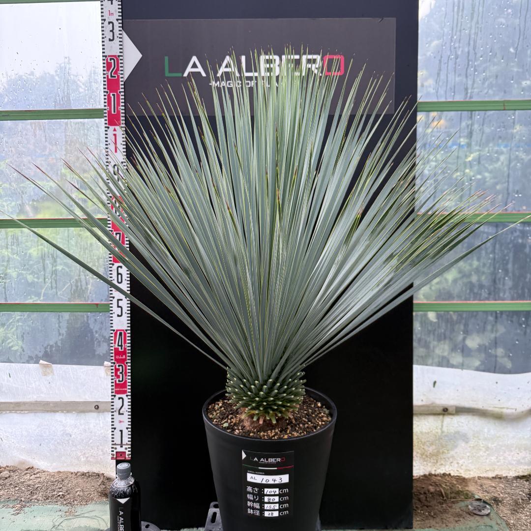 【AL1043】ユッカ　ロストラータ　ランチョブルー　数量限定販売