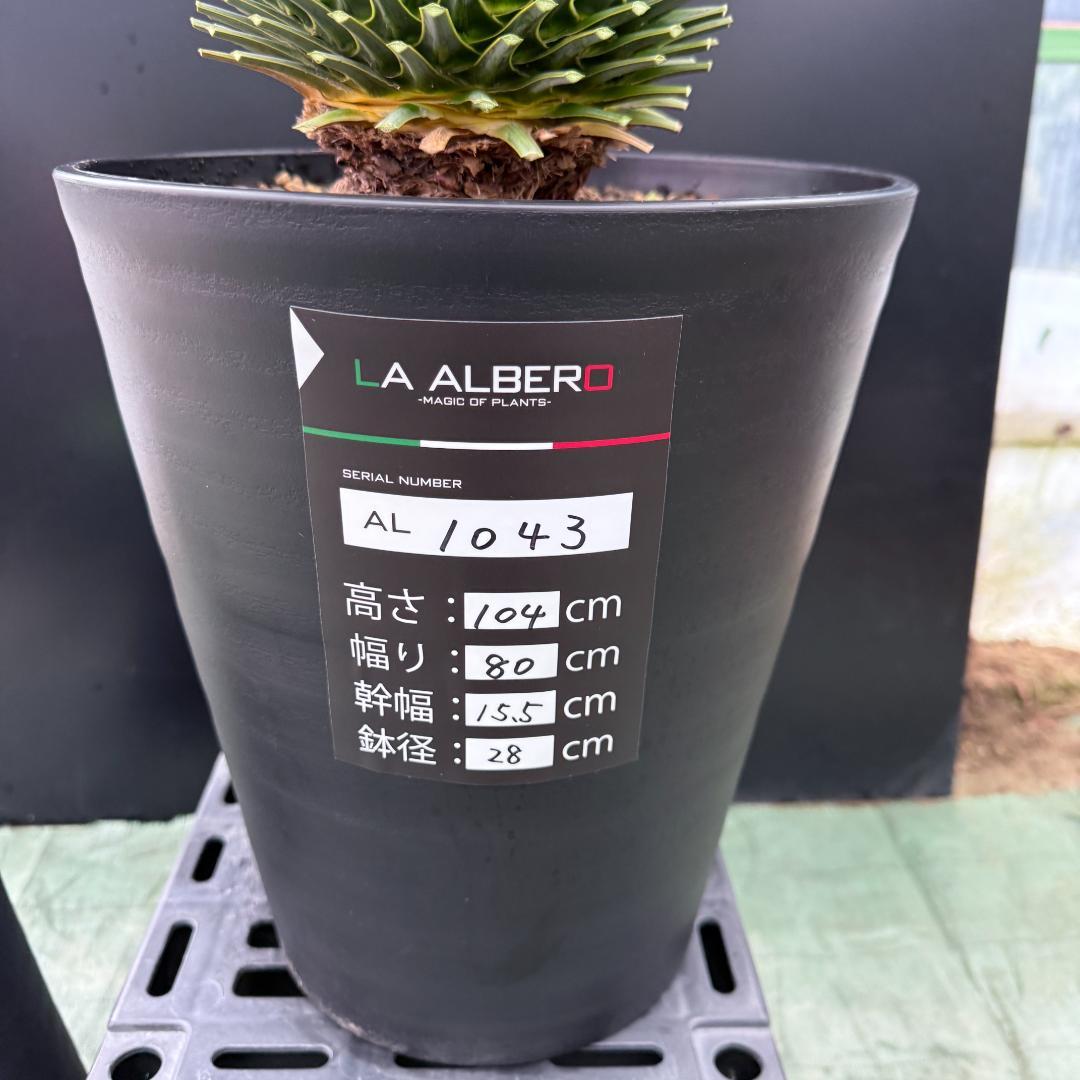 【AL1043】ユッカ　ロストラータ　ランチョブルー　数量限定販売