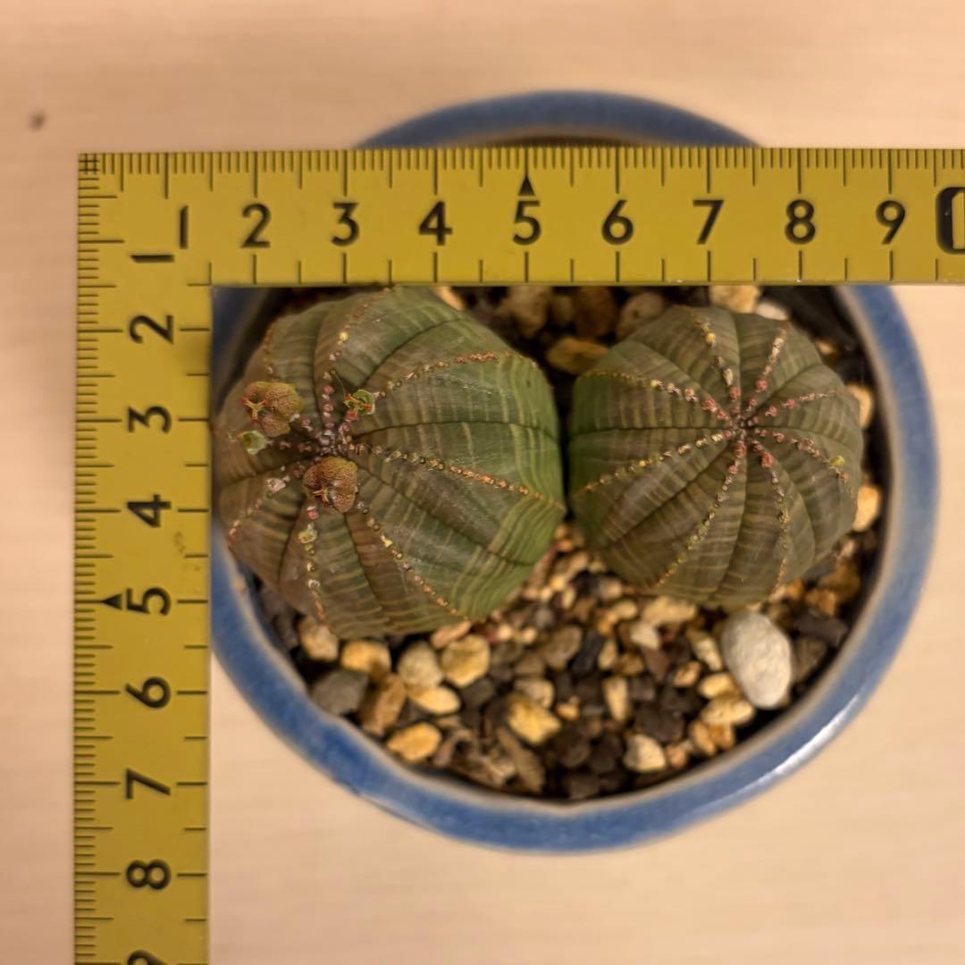 G*N様 ユーフォルビア オベサ 2頭 ダブルヘッド 種子付き