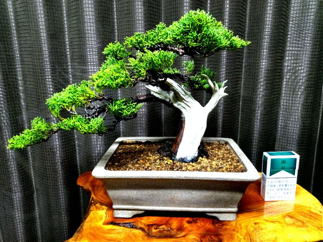 【貴風　糸魚川真柏盆栽】　　　　⭕幹太…新春セール❗ 　★1月末まで限定価格★