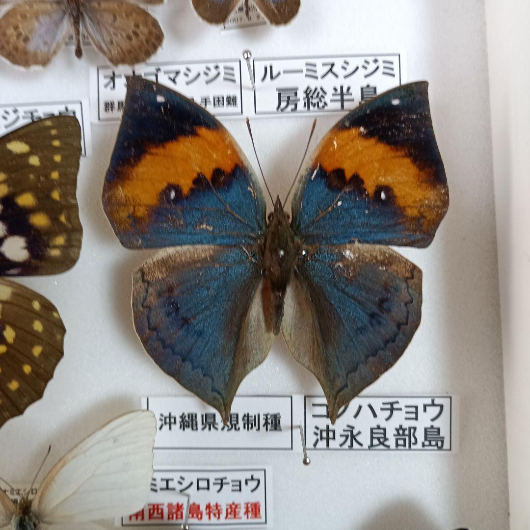 ３/17まで掲載：日本の稀少蝶 地域特産種・局地発生（亜）種