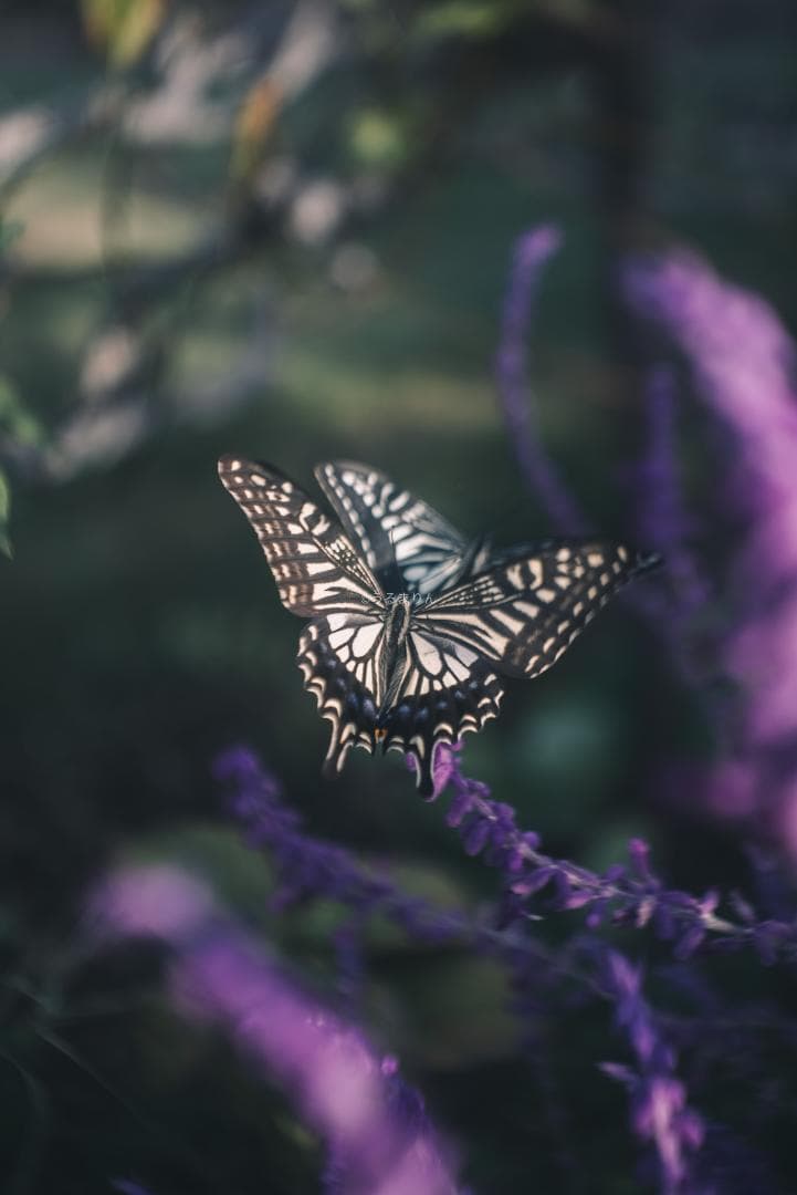 まー様赤エルマーダイヤ入り！Leica Elmar 50mm F3.5