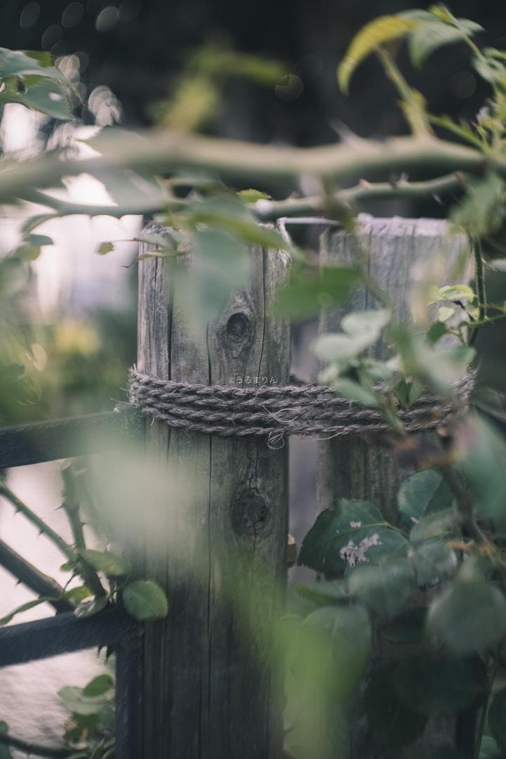 まー様赤エルマーダイヤ入り！Leica Elmar 50mm F3.5