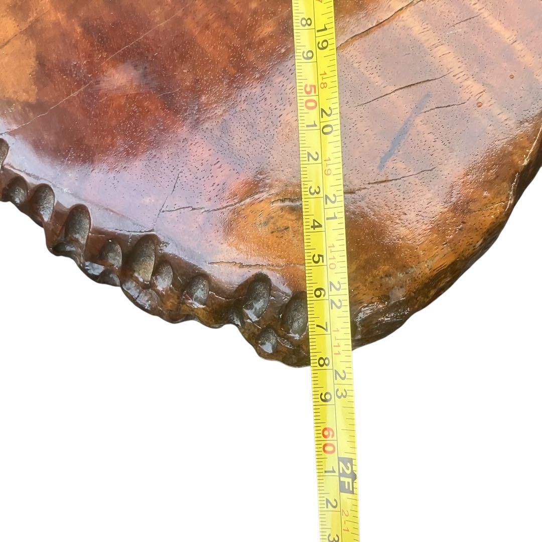 送料込み！ 高級花梨材　葡萄杢　座卓　玉杢　一枚板　無垢材　銘木　瘤木　本花梨