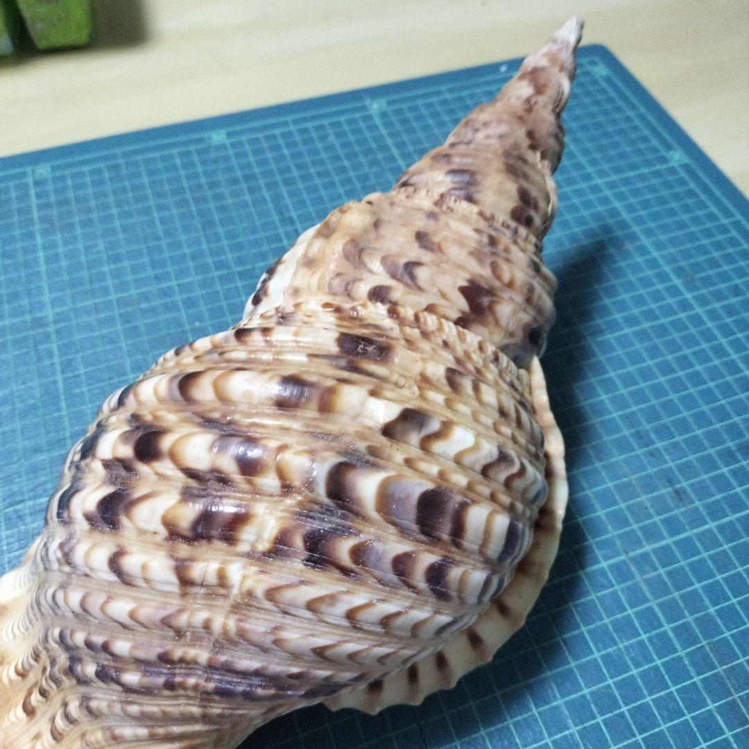 特大法螺貝　ほら貝　ホラ　約36cm　状態良い美品