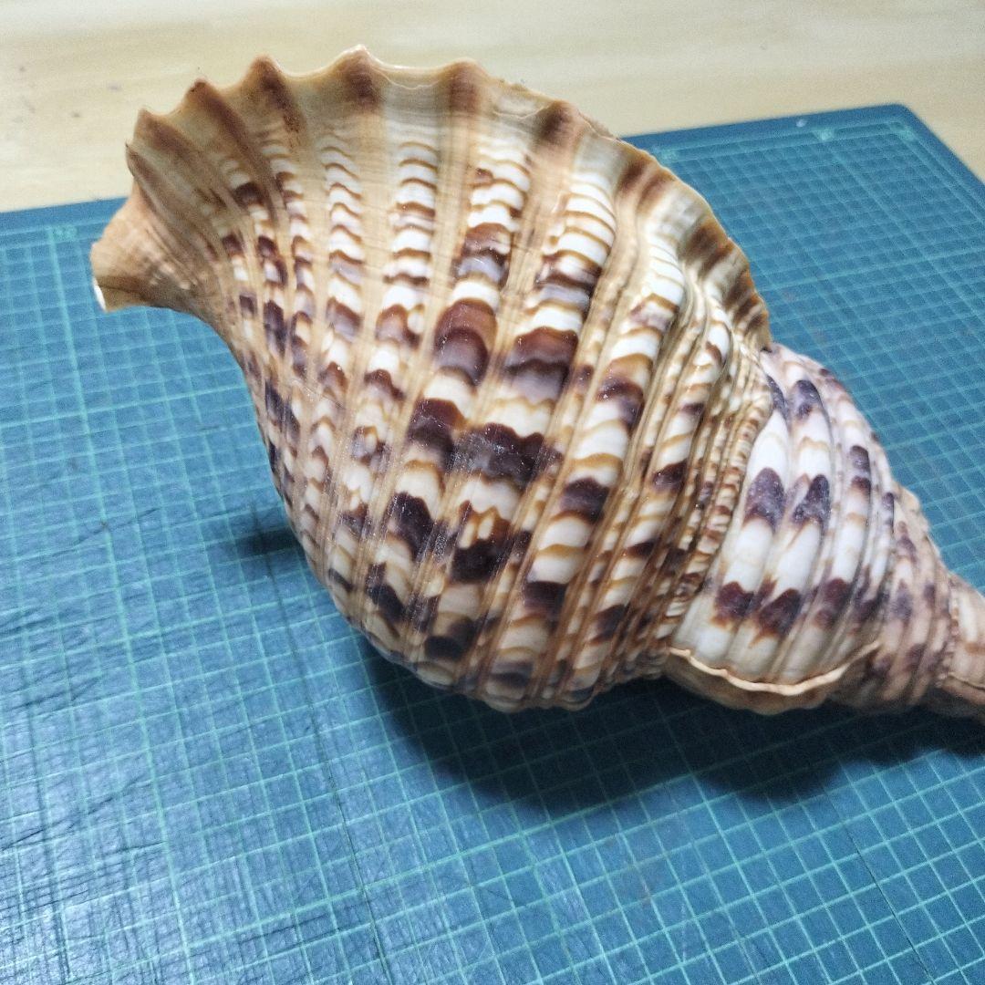 特大法螺貝　ほら貝　ホラ　約36cm　状態良い美品