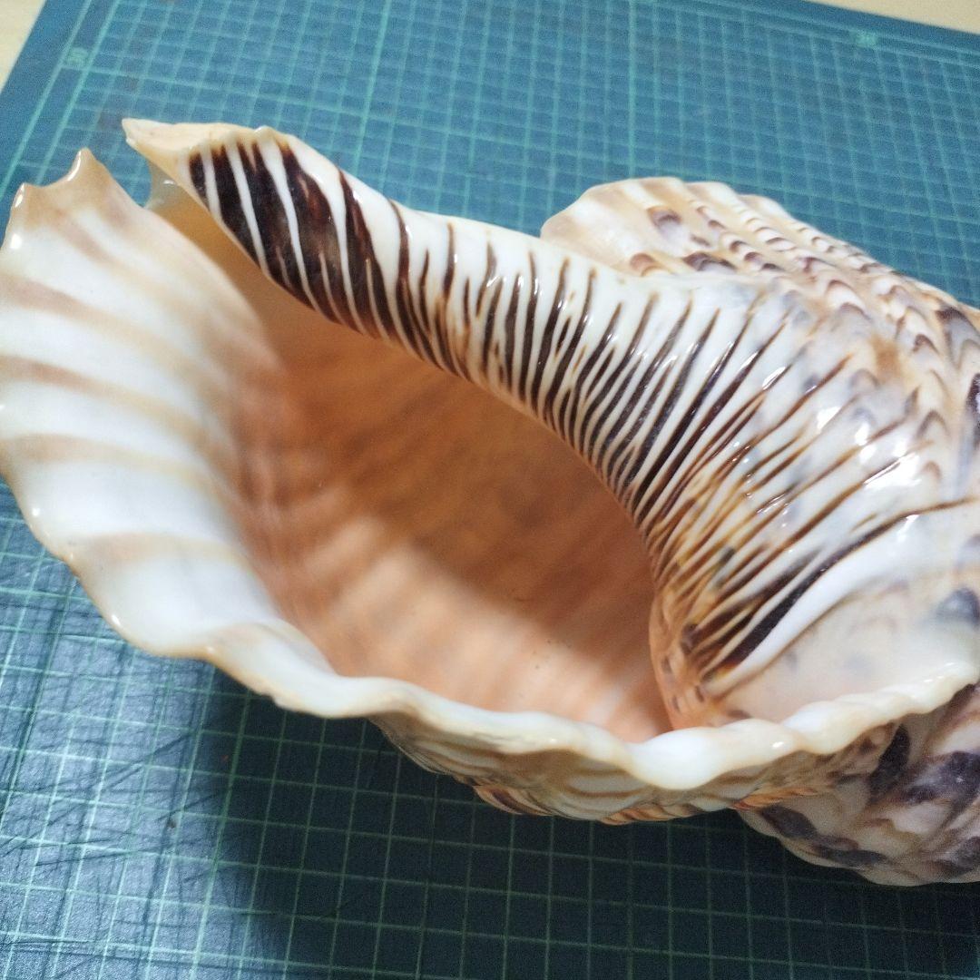特大法螺貝　ほら貝　ホラ　約36cm　状態良い美品