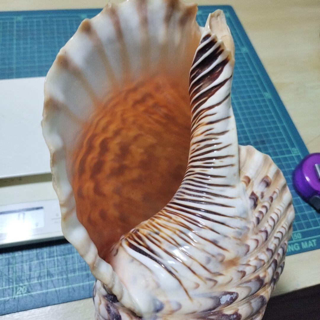 特大法螺貝　ほら貝　ホラ　約36cm　状態良い美品