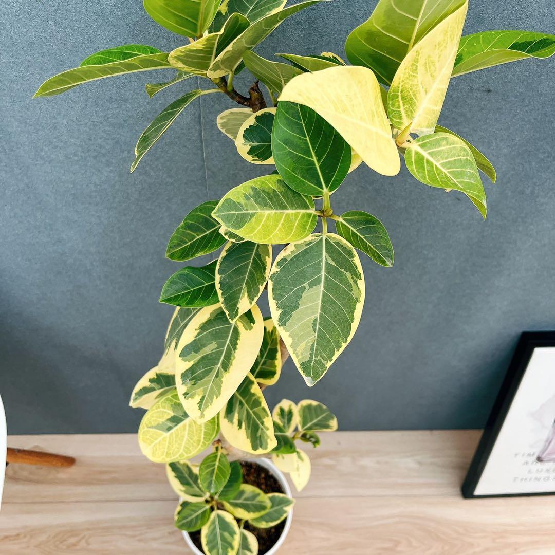 ［現品］91番　フィカス　アルテシマ　曲がり　7号　観葉植物　室内　大型　背高め
