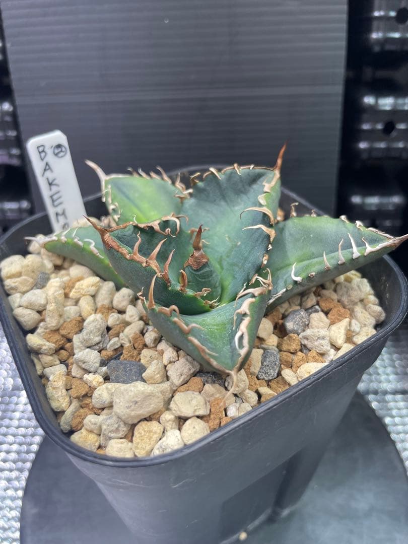 アガベ チタノタ BAKEMONO 悪魔くん バケモノ 子株②