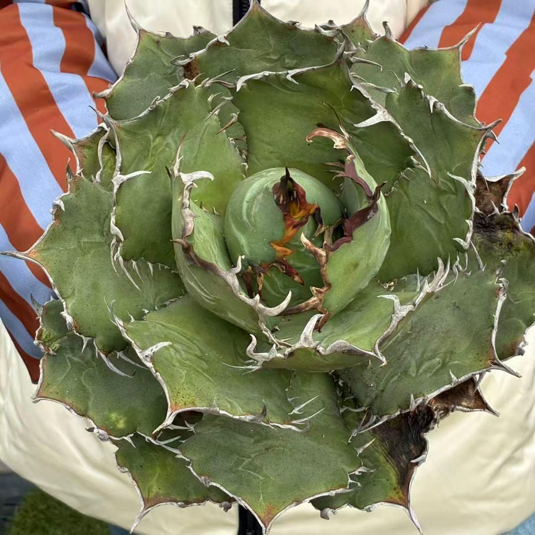 明*細様 アガベ チタノタ 超大株白鯨 親株出品 コレクション株 超甲蓋 特選品