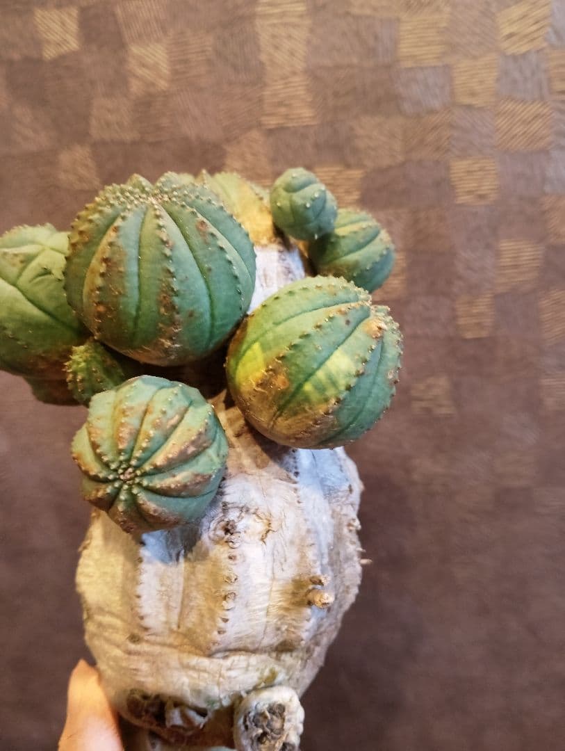 特選 特大 木質化 ユーフォルビア オールド オベサ 斑入り 子株付き