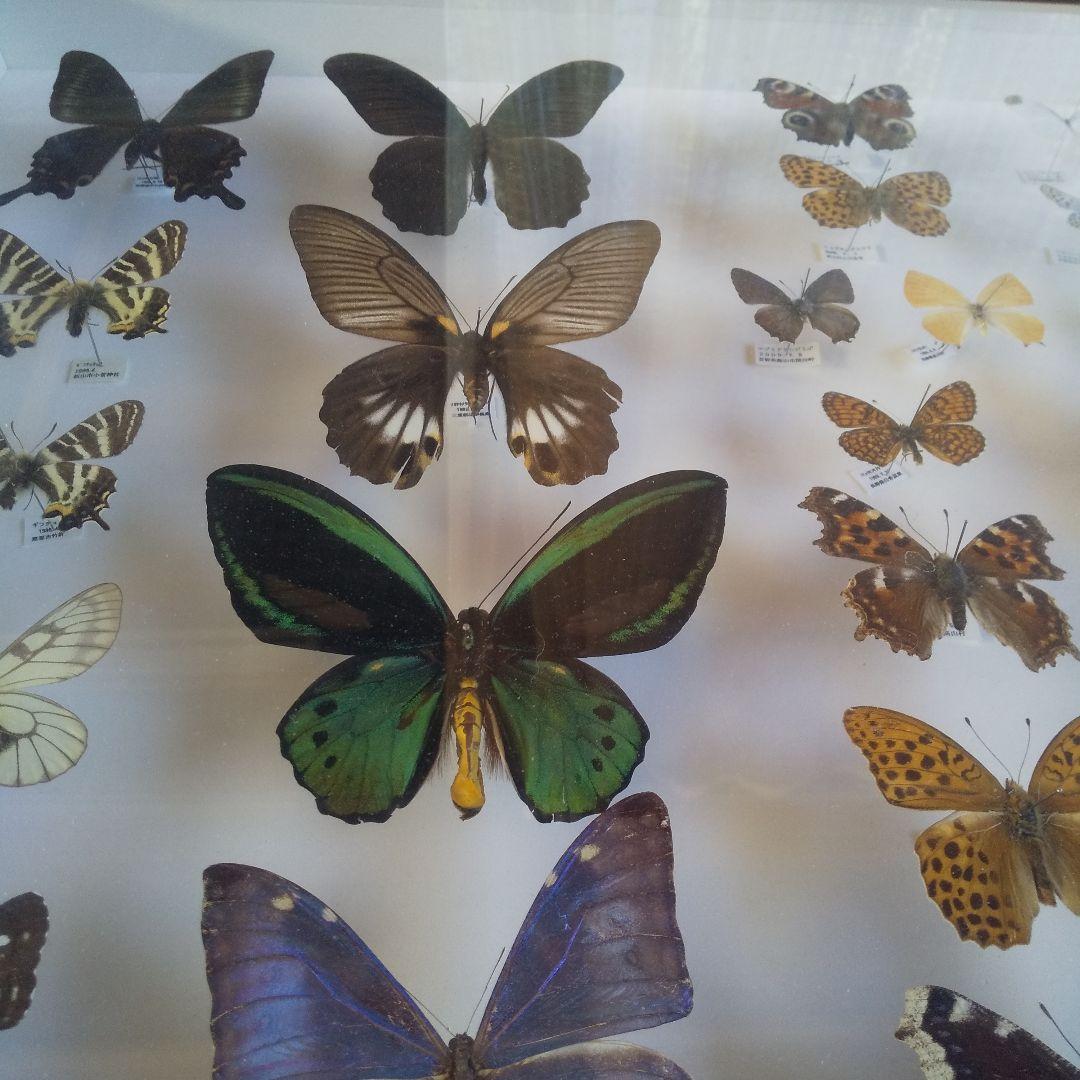 蝶の標本 ガラスケース入り
