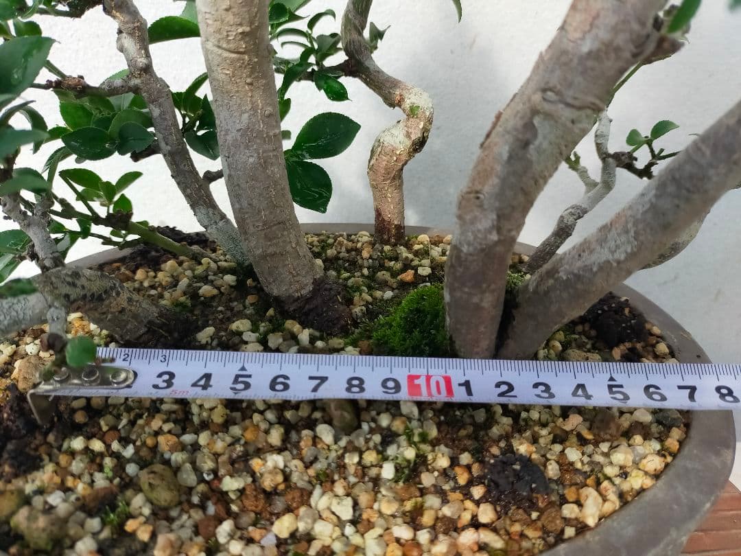 小真弓盆栽。寄せ植え９本。