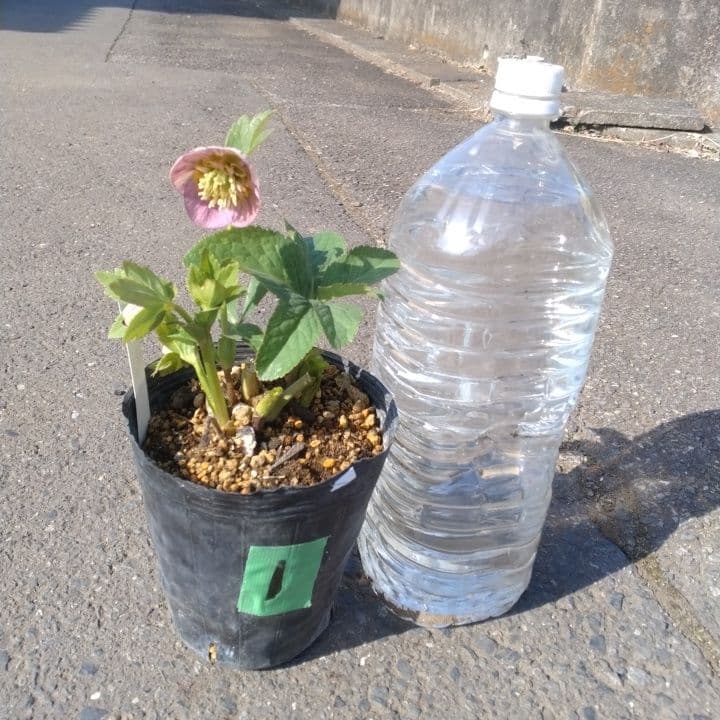 クリスマスローズセミダブル 加藤農園。開花株。登録品種。NO1