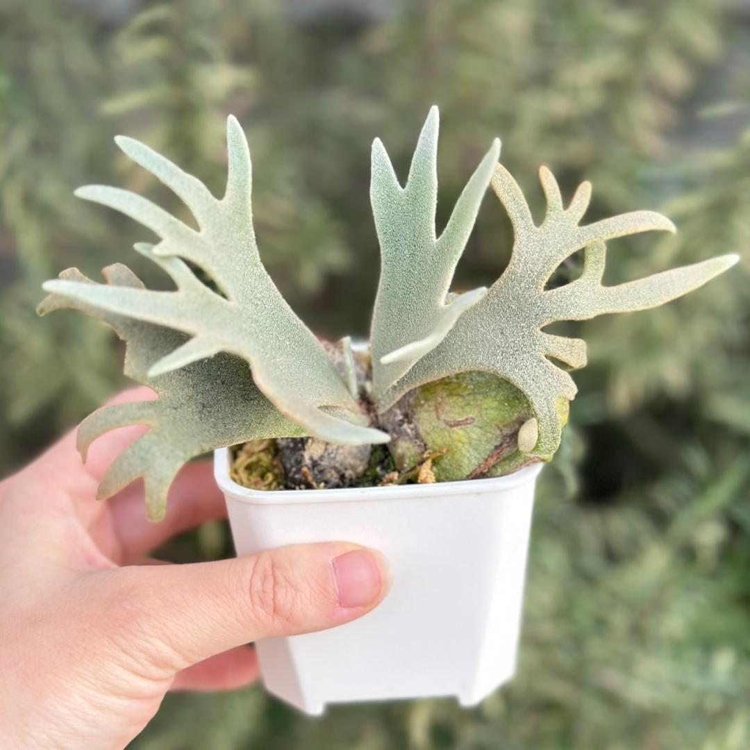 Yellow moon dwarf ’totoro’ sporeling 512