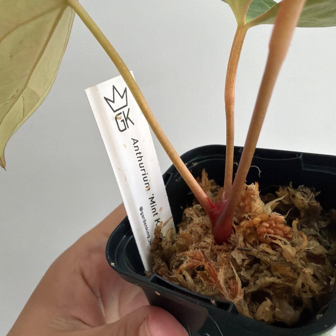 Anthurium ‘Mint King’ アンスリウムミントキング