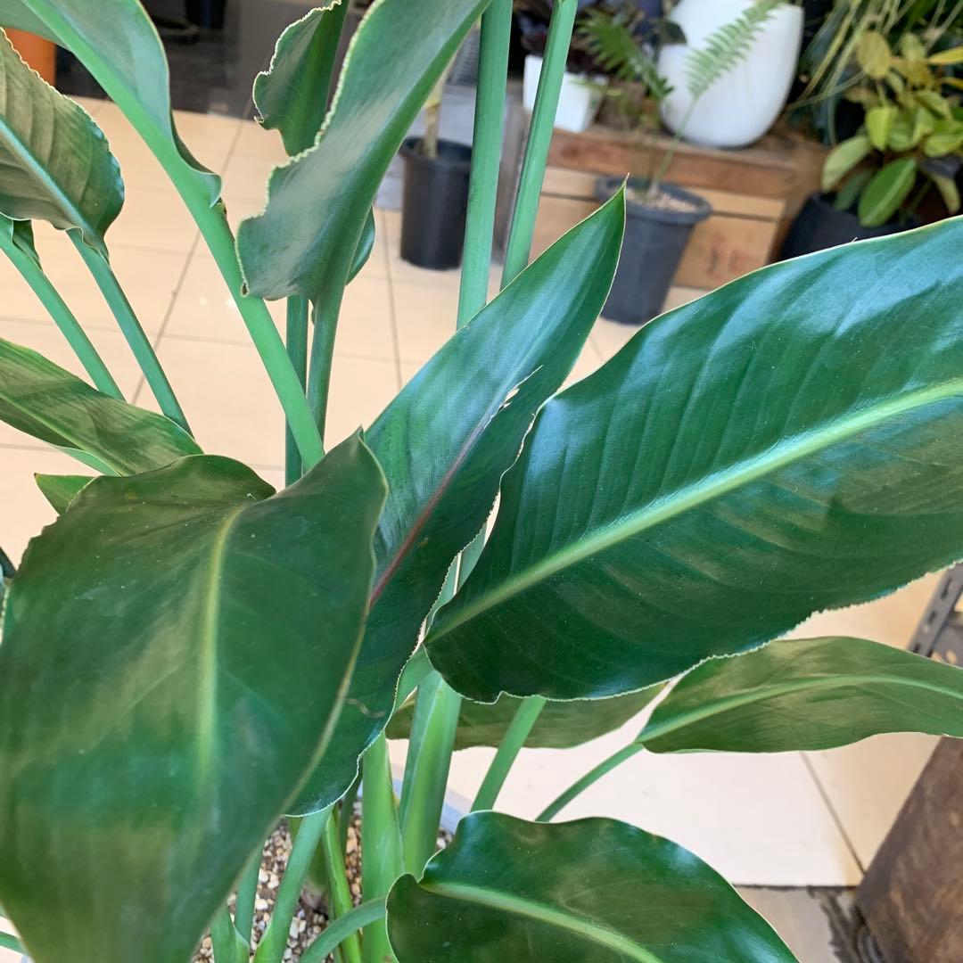 専用　鉢変更（12枚目）ストレリチア レギネ ファイバー鉢 お皿付き