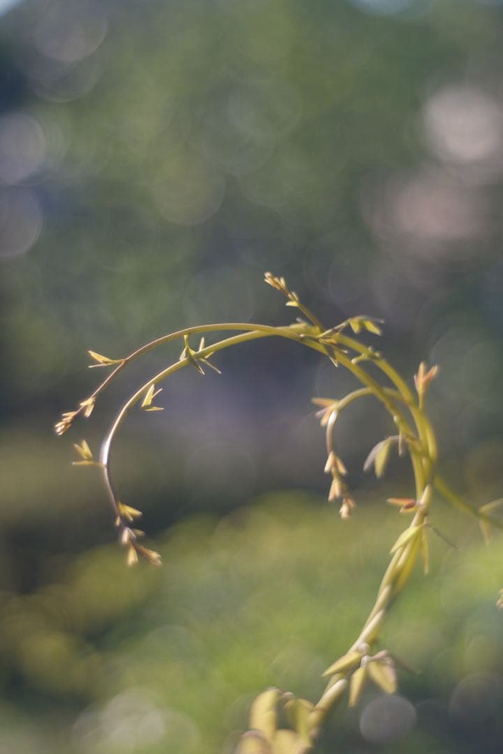 Meyer-Optik Görlitz Primoplan 58mm f1.9