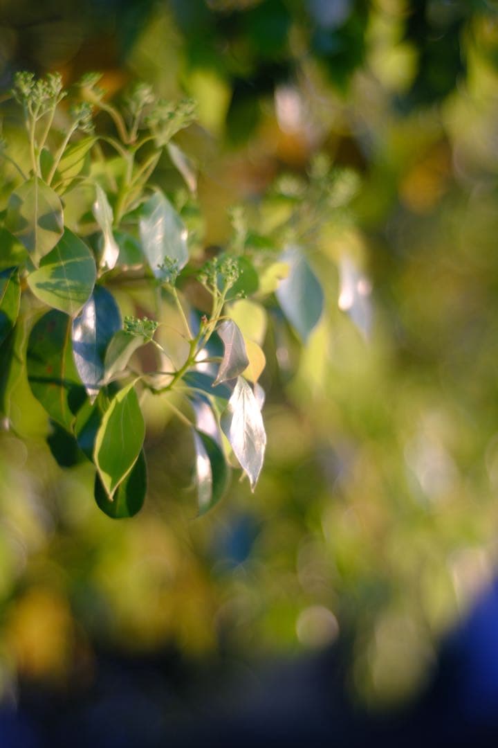 Meyer-Optik Görlitz Primoplan 58mm f1.9